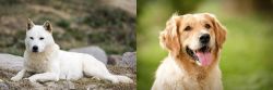 Jindo vs Golden Retriever - Breed Comparison
