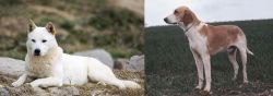 Jindo vs Grand Anglo-Francais Blanc et Orange - Breed Comparison