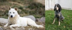 Jindo vs Grand Bleu de Gascogne - Breed Comparison