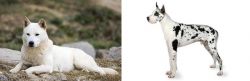 Jindo vs Great Dane - Breed Comparison