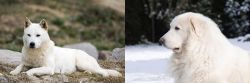 Jindo vs Great Pyrenees - Breed Comparison