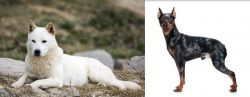 Jindo vs Harlequin Pinscher - Breed Comparison