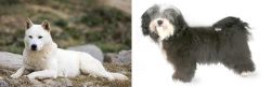 Jindo vs Havanese - Breed Comparison