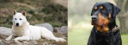 Jindo vs Rottweiler - Breed Comparison