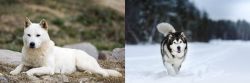 Jindo vs Siberian Husky - Breed Comparison