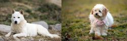 Jindo vs West Highland White Terrier - Breed Comparison