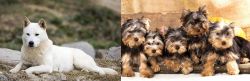 Jindo vs Yorkshire Terrier - Breed Comparison