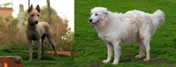 Jonangi vs Abruzzenhund - Breed Comparison