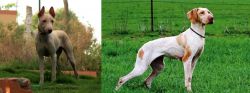 Jonangi vs Ariege Pointer - Breed Comparison