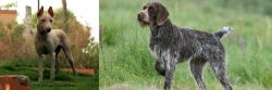 Jonangi vs Cesky Fousek - Breed Comparison