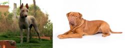 Jonangi vs Dogue De Bordeaux - Breed Comparison