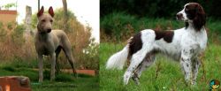 Jonangi vs French Spaniel - Breed Comparison