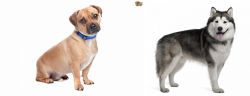 Jug vs Alaskan Malamute - Breed Comparison