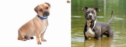 Jug vs American Staffordshire Terrier - Breed Comparison