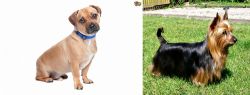 Jug vs Australian Silky Terrier - Breed Comparison