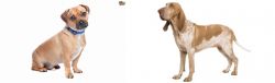 Jug vs Bracco Italiano - Breed Comparison