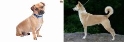 Jug vs Canaan Dog - Breed Comparison
