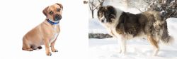 Jug vs Caucasian Shepherd - Breed Comparison
