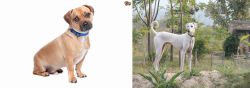 Jug vs Chippiparai - Breed Comparison
