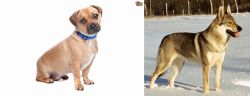 Jug vs Czechoslovakian Wolfdog - Breed Comparison