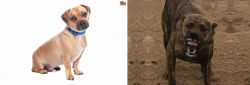 Jug vs Dogo Sardesco - Breed Comparison