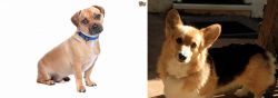 Jug vs Dorgi - Breed Comparison