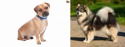Jug vs Finnish Lapphund - Breed Comparison