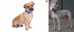 Jug vs Gull Terr - Breed Comparison