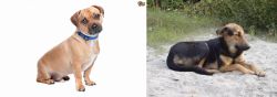 Jug vs Indian Pariah Dog - Breed Comparison