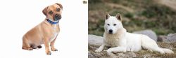 Jug vs Jindo - Breed Comparison