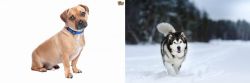 Jug vs Siberian Husky - Breed Comparison