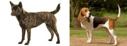 Kai Ken vs Artois Hound - Breed Comparison