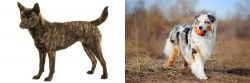 Kai Ken vs Australian Shepherd - Breed Comparison