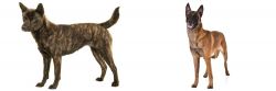 Kai Ken vs Belgian Shepherd Dog (Malinois) - Breed Comparison