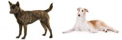 Kai Ken vs Borzoi - Breed Comparison