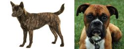 Kai Ken vs Boxer - Breed Comparison
