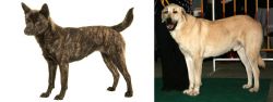 Kai Ken vs Central Anatolian Shepherd - Breed Comparison