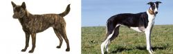 Kai Ken vs Chart Polski - Breed Comparison