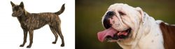 Kai Ken vs English Bulldog - Breed Comparison