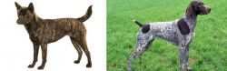 Kai Ken vs German Shorthaired Pointer - Breed Comparison