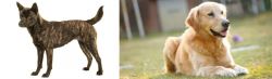 Kai Ken vs Goldador - Breed Comparison