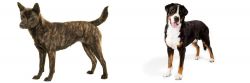 Kai Ken vs Greater Swiss Mountain Dog - Breed Comparison