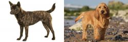 Kai Ken vs Griffon Fauve de Bretagne - Breed Comparison