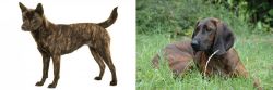Kai Ken vs Hanover Hound - Breed Comparison
