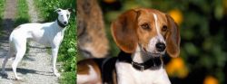 Kaikadi vs American Foxhound - Breed Comparison