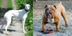 Kaikadi vs Australian Bulldog - Breed Comparison
