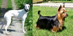 Kaikadi vs Australian Silky Terrier - Breed Comparison