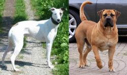 Kaikadi vs Boerboel - Breed Comparison