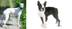Kaikadi vs Boston Terrier - Breed Comparison