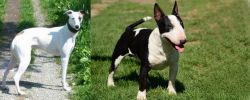 Kaikadi vs Bull Terrier Miniature - Breed Comparison